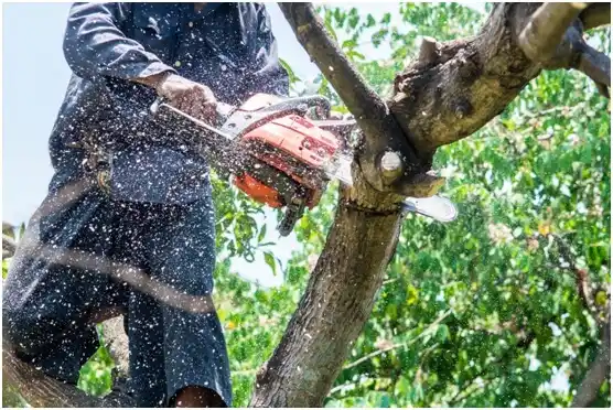 tree services Lawrenceburg